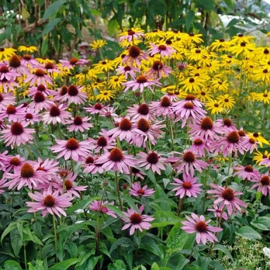 native plants.jpg