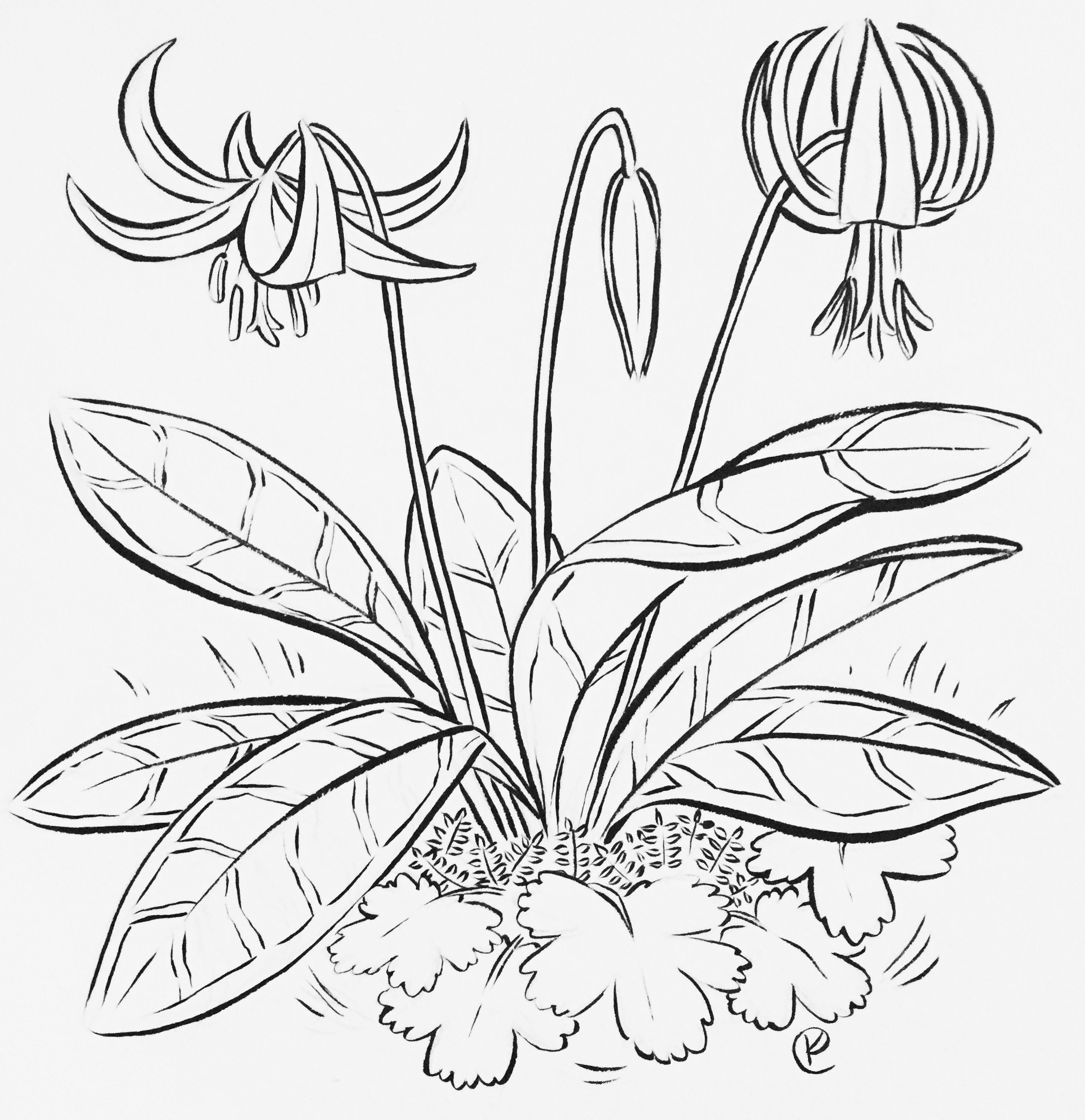 Fawn Lily