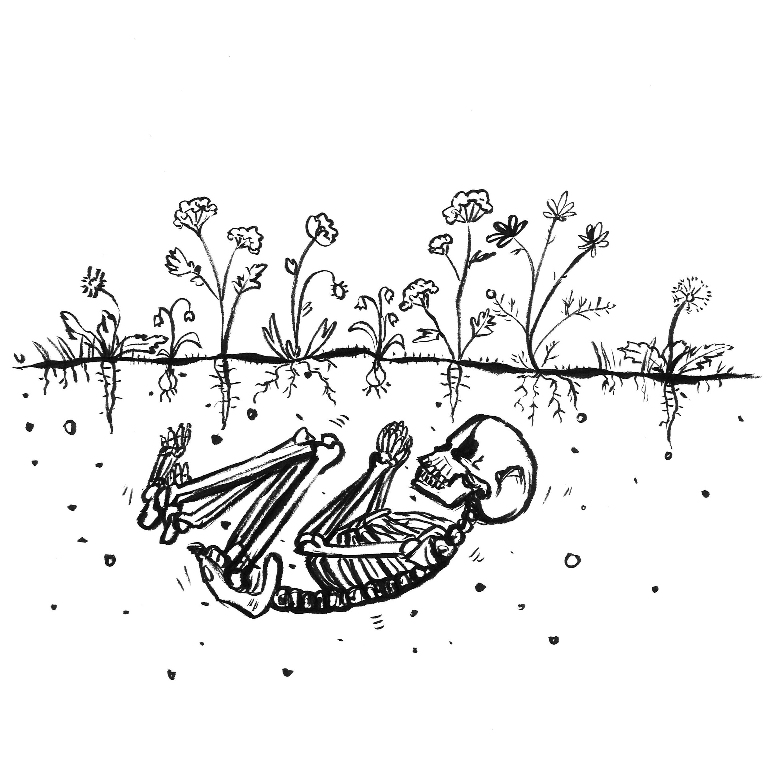 Pushing Daisies