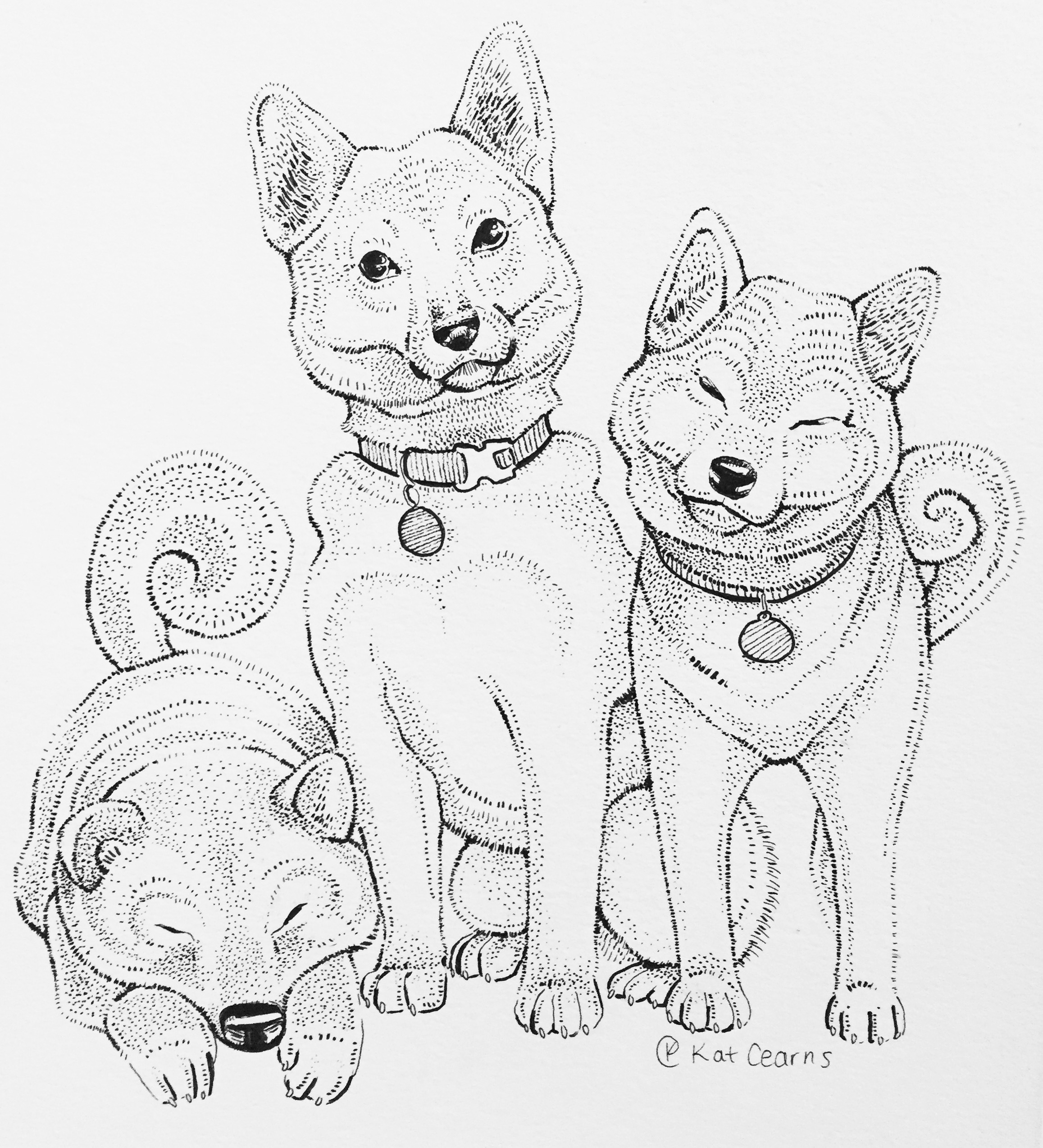 Three Shibas