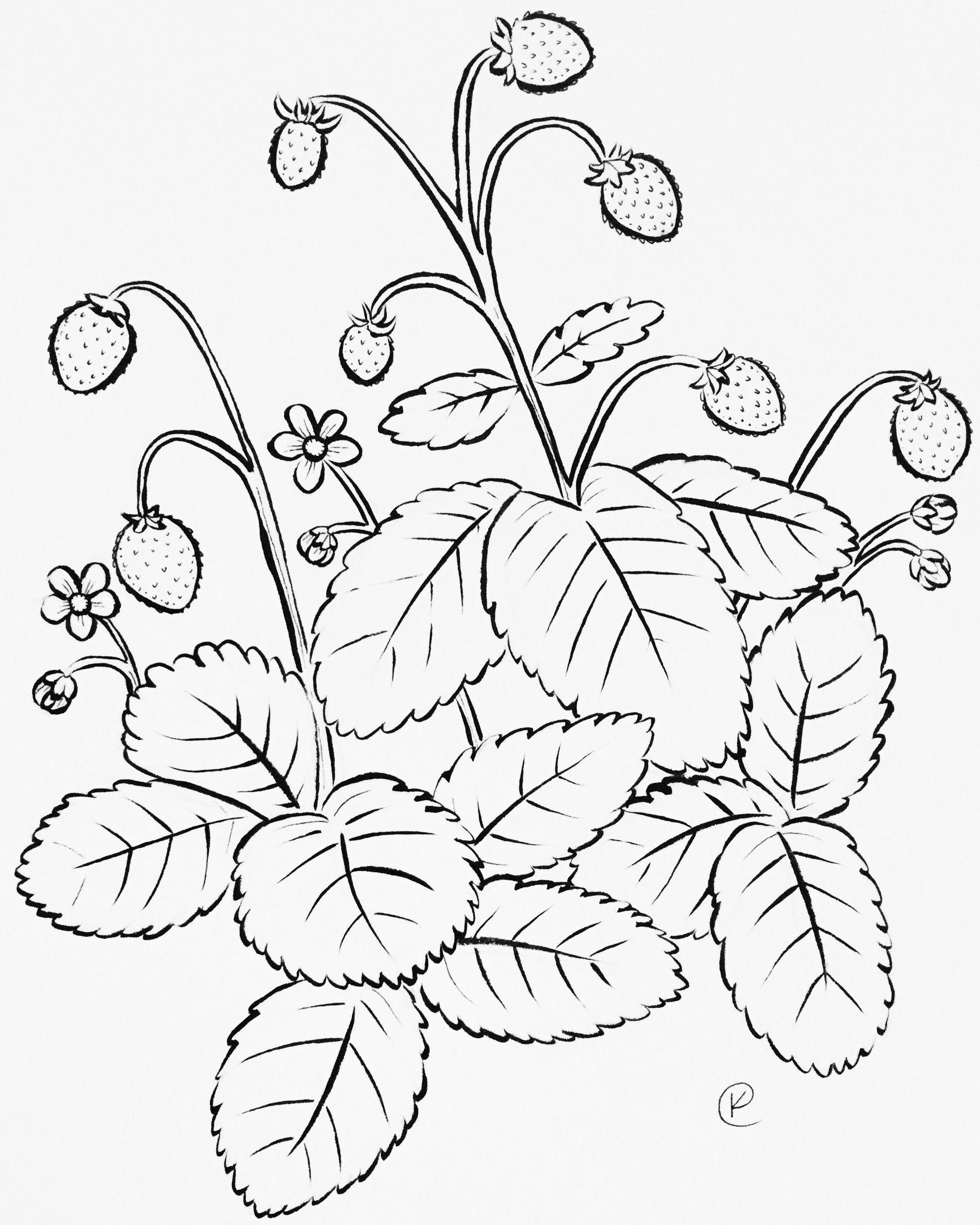 Alpine Strawberry