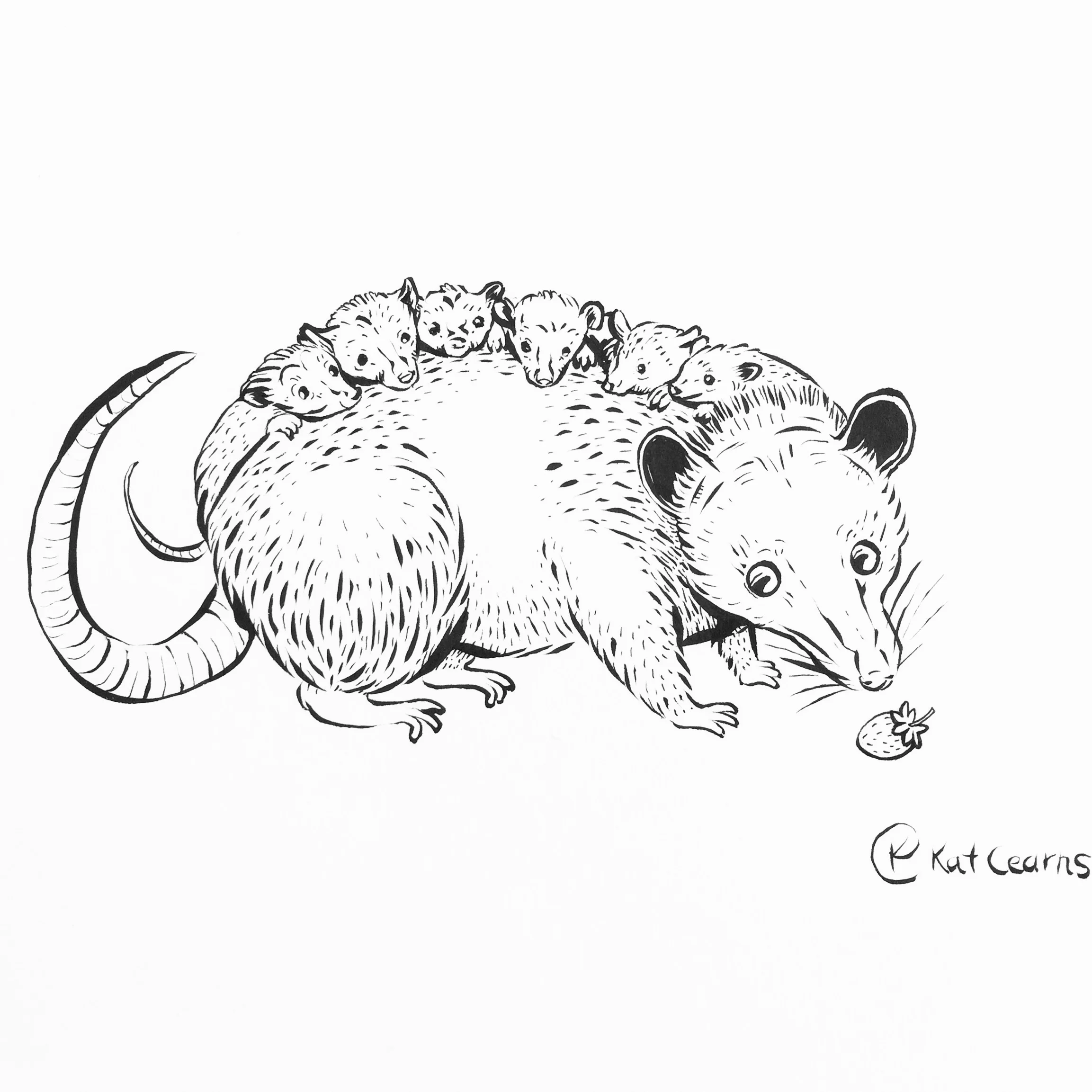 Opossum Mum
