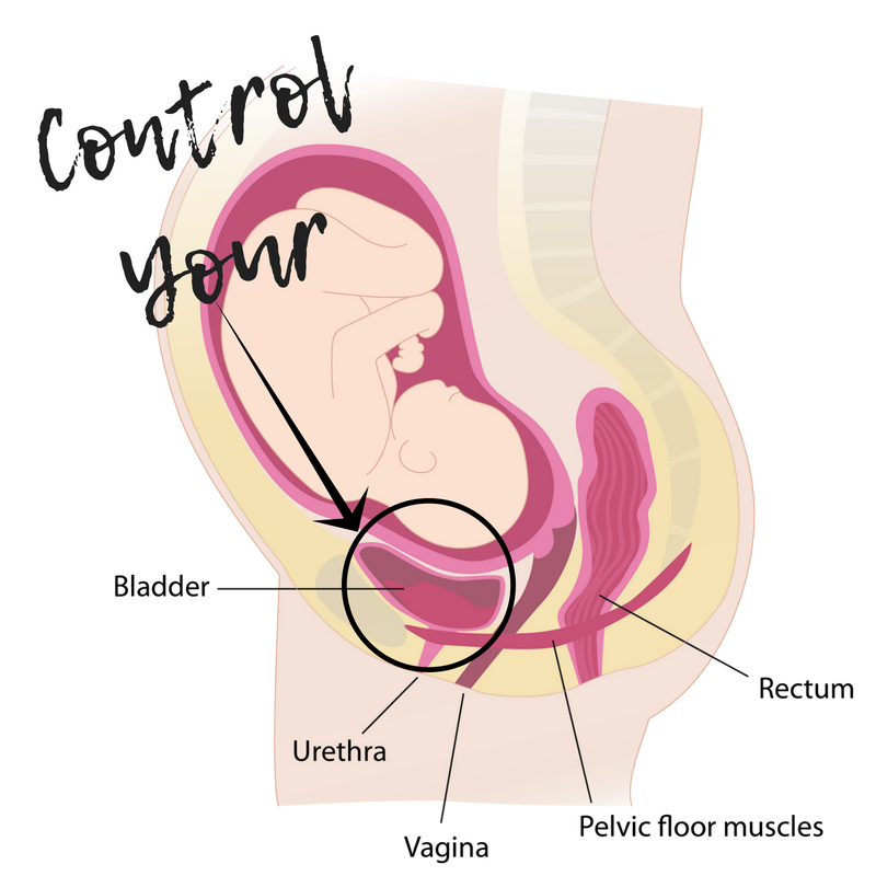 Take Control of Your Bladder During Pregnancy — Expecting Pelvic