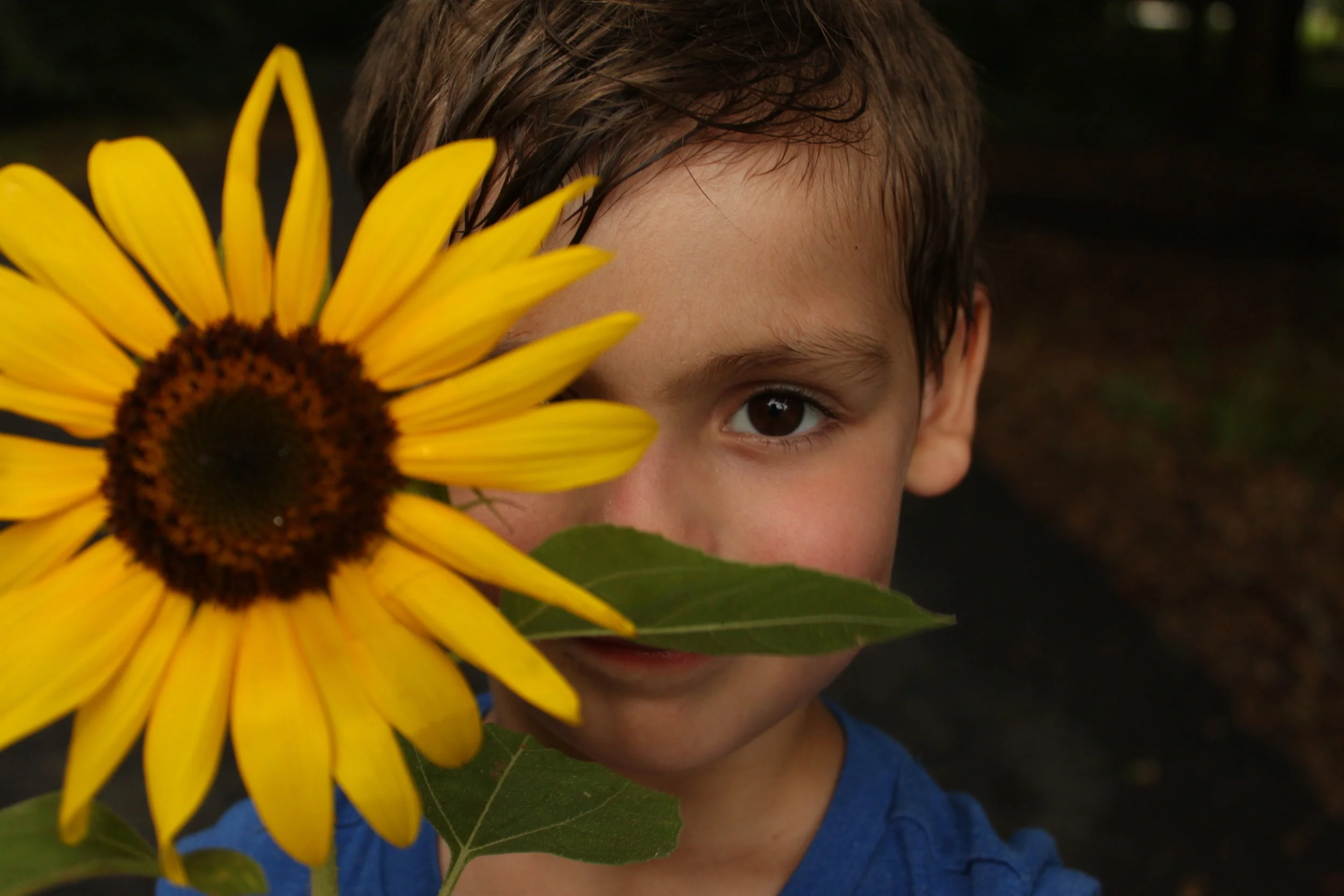 Elijah with one of our mammoth sunflowers