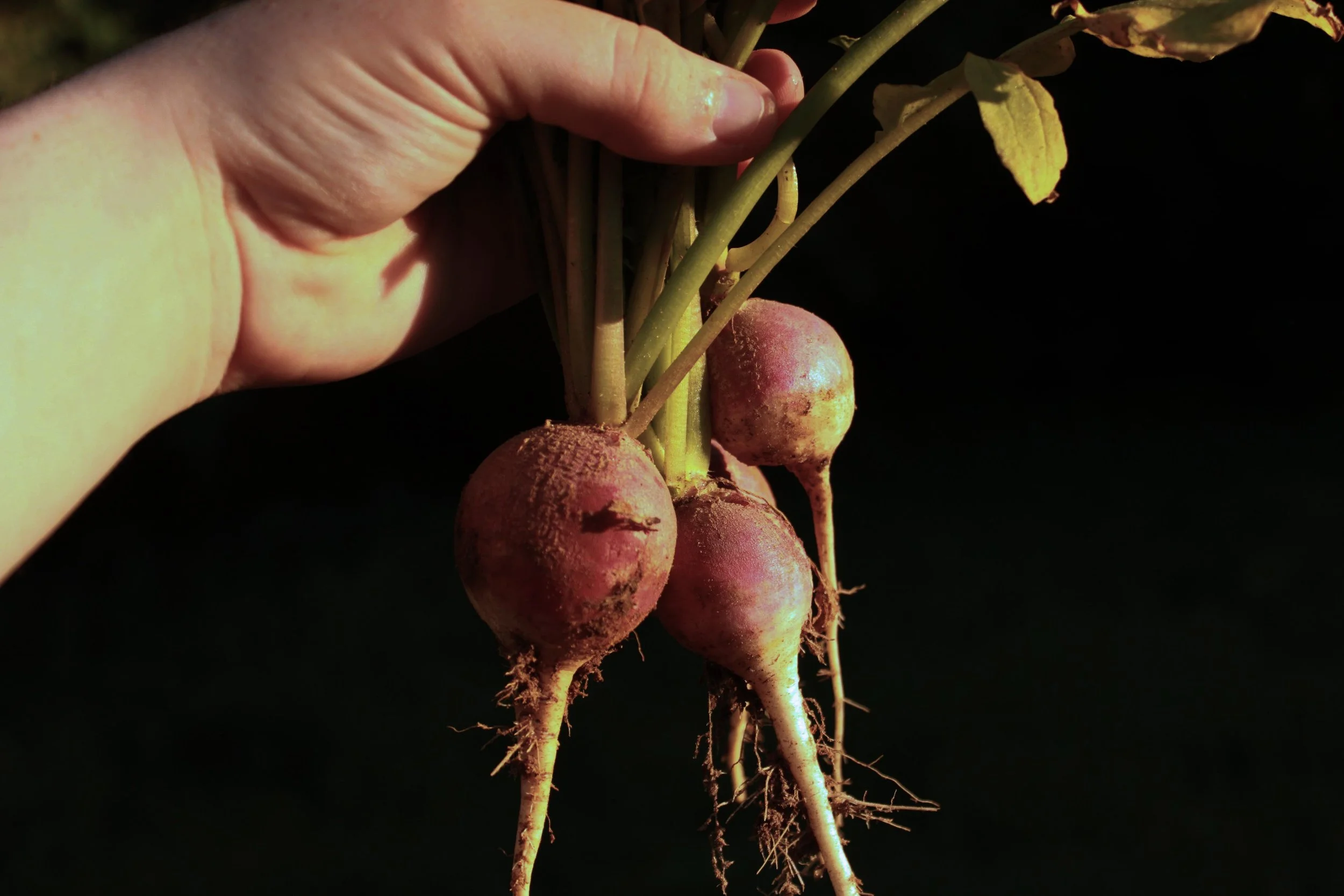 Radishes