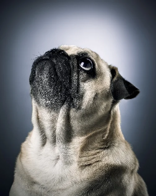 Monster the Pug! Photo by Luke Copping