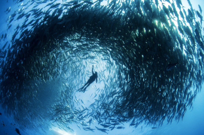 Mission B lue Mission Blue is uniting a global coalition to inspire an upwelling of public awareness, access and support for a worldwide network of marine protected areas – Hope Spots. learn more