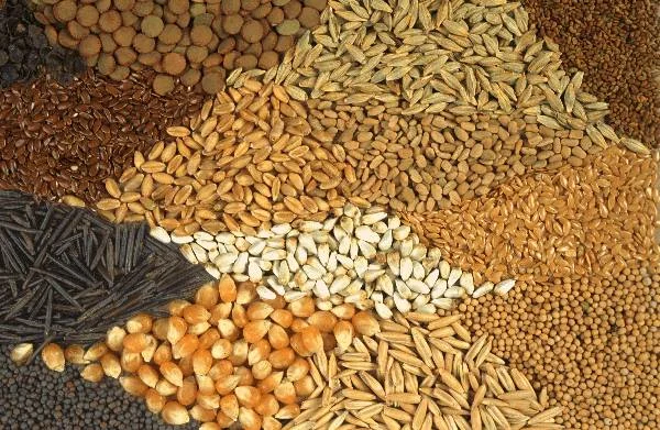 seeds.jpg