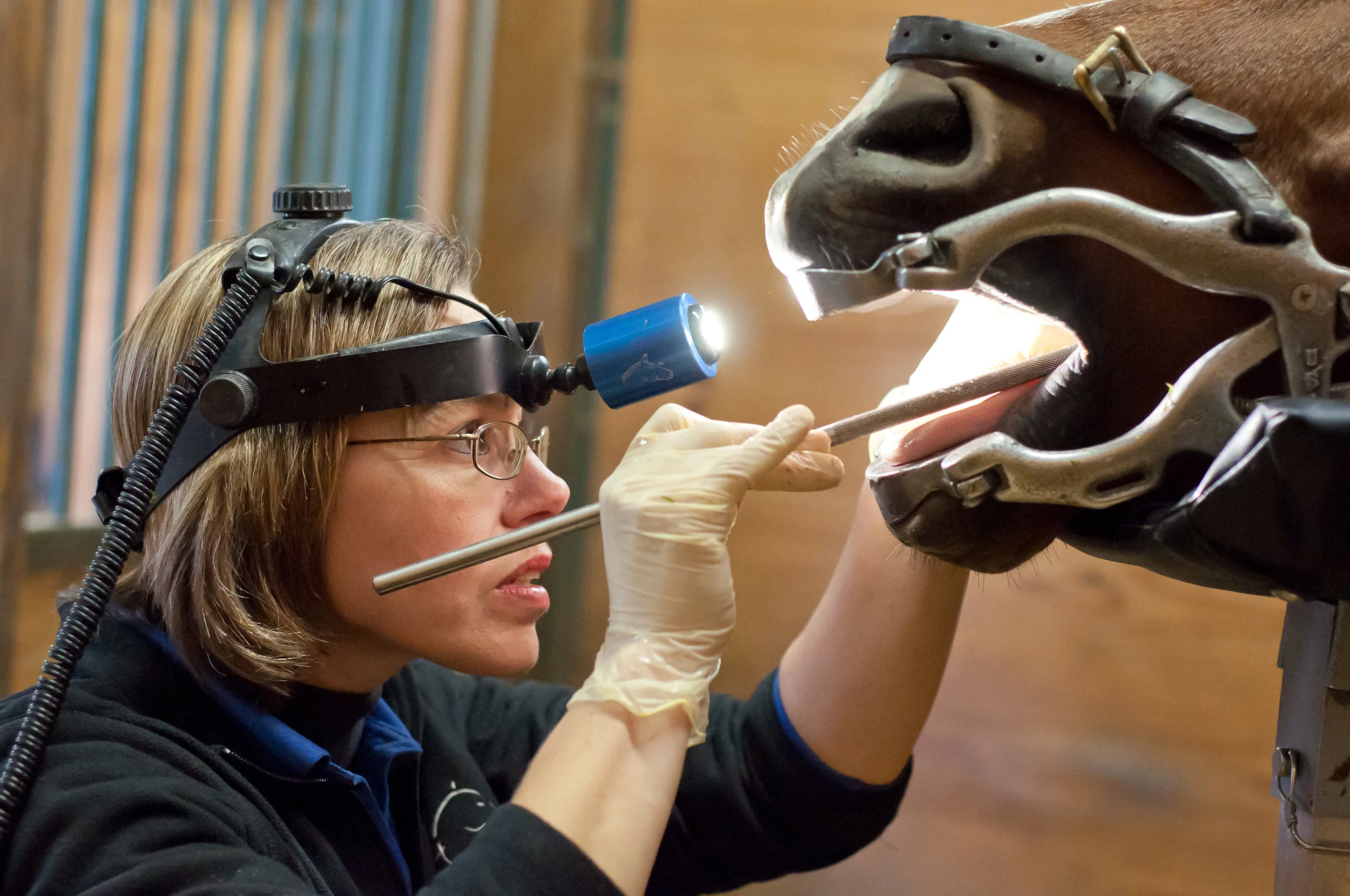 To help maintain your horse’s health, we offer a variety of services — Irongate Equine Clinic