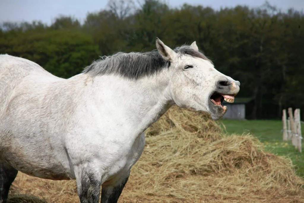 What to do About Choke — Irongate Equine Clinic