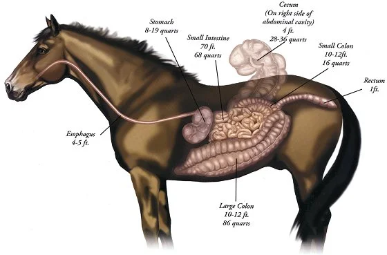 The Equine Digestive Tract - photo by Equine Nutrition Nerd