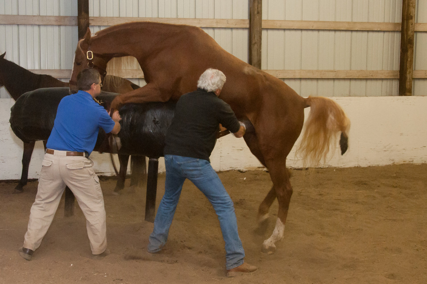 Why is Horse Sperm So Expensive