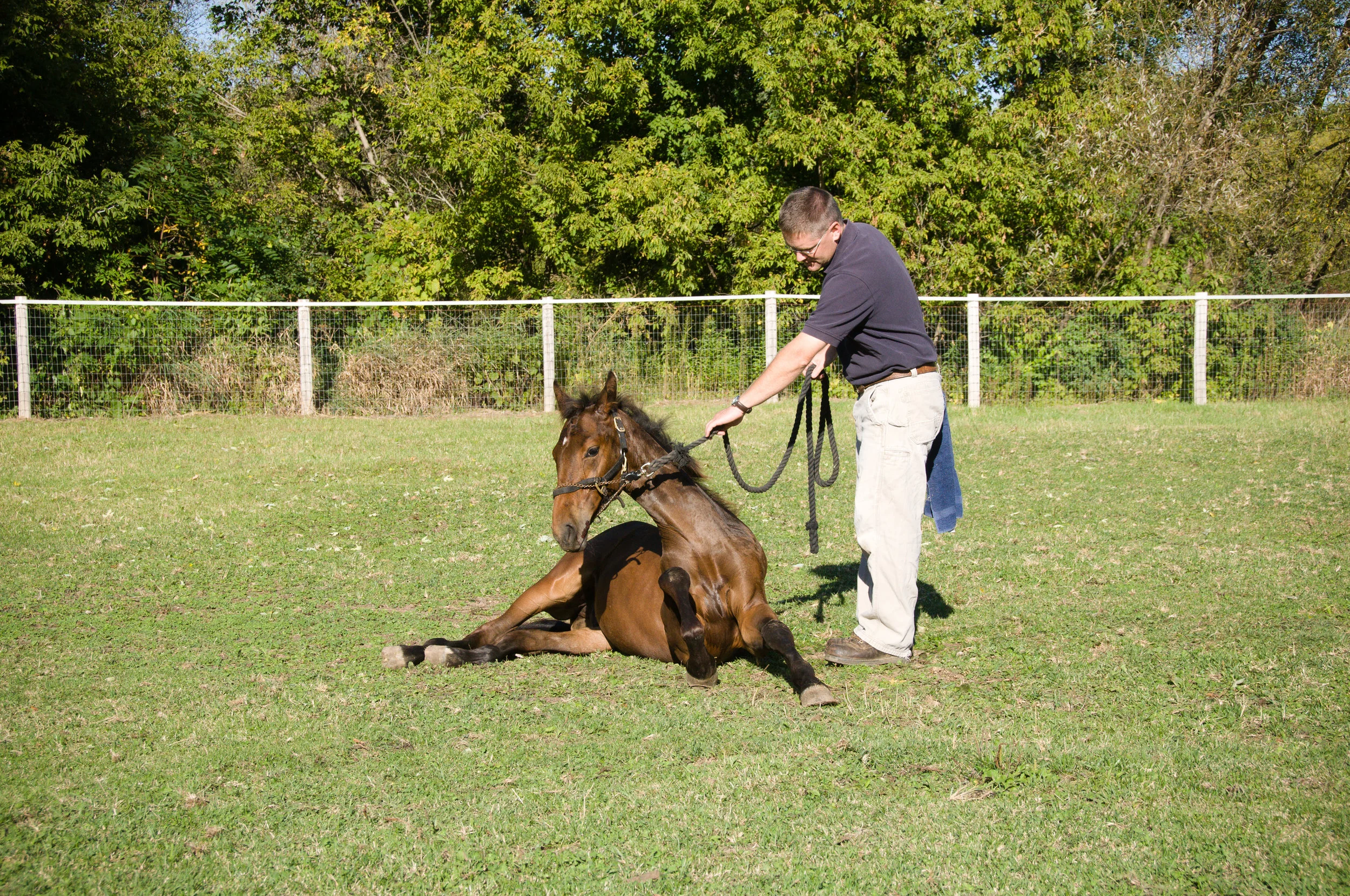 Reproduction — Educational Articles — Irongate Equine Clinic