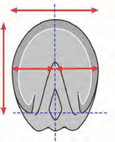 Symmetry of the solar surface