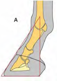 Dorsal/Palmar Relationship
