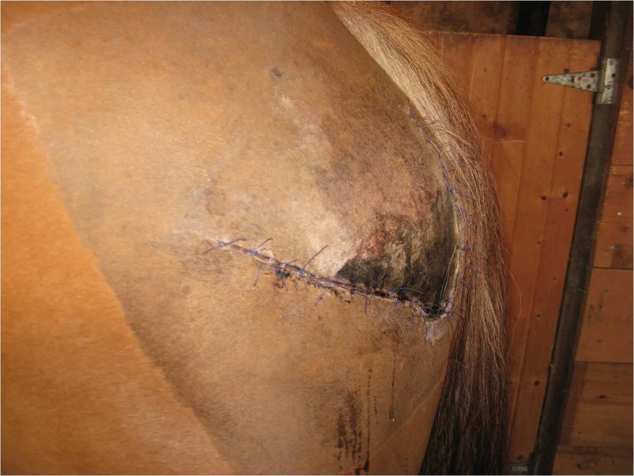 This V shaped wound won't need a drain to facilitate healing.