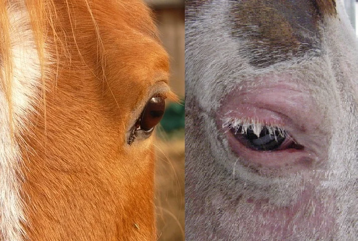 7 Equine Emergencies and How to Treat Them — Irongate Equine Clinic