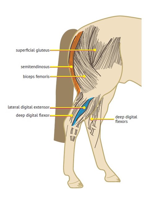 What is Stringhalt in Horses