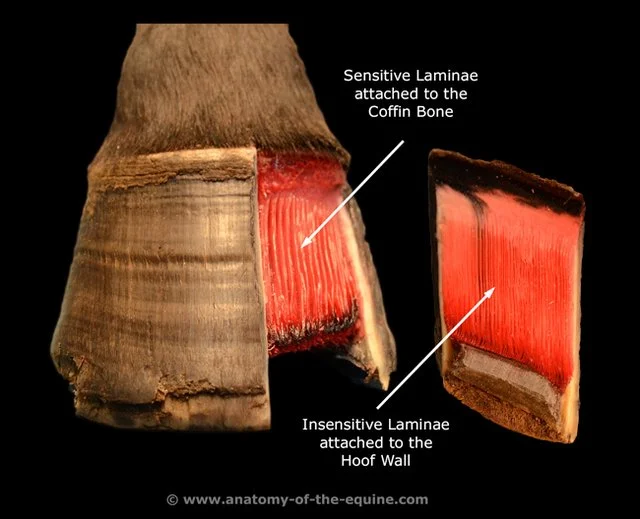 www.anatomy-of-the-equine.com
