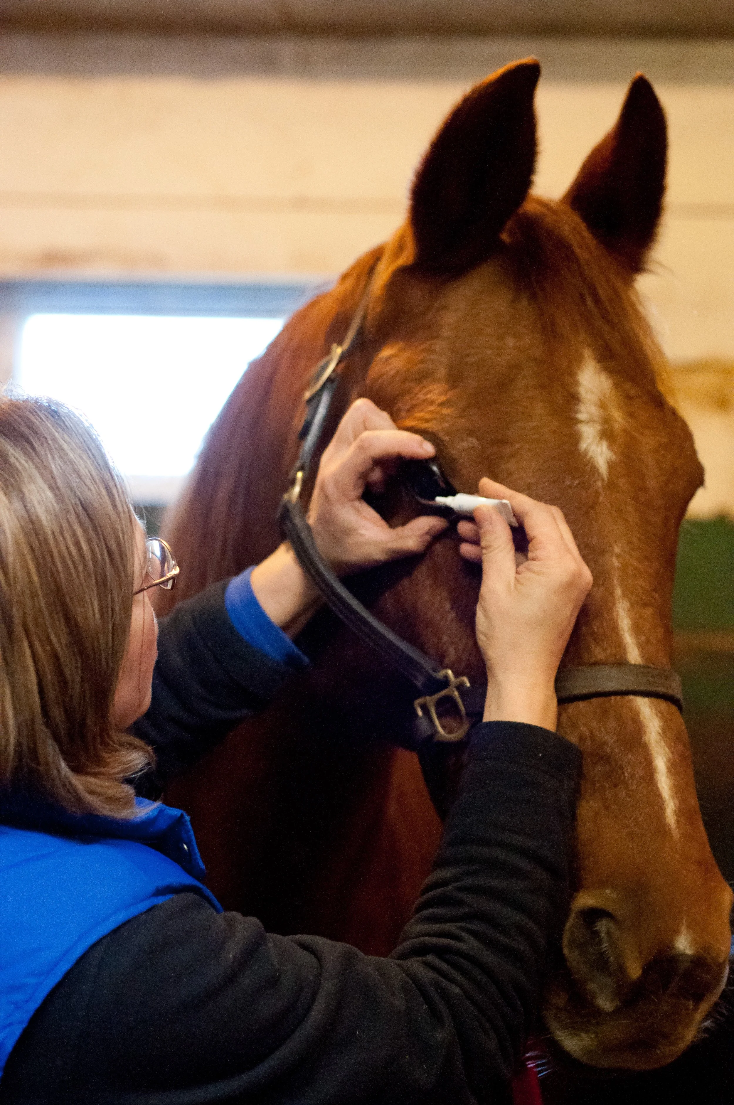The Equine Eye — Irongate Equine Clinic