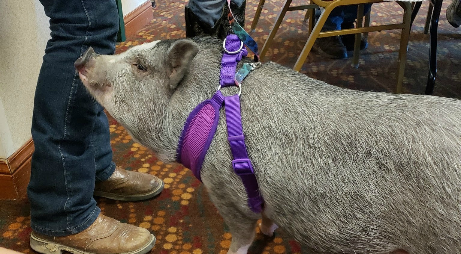 Even Bo the Pig stopped by for a visit