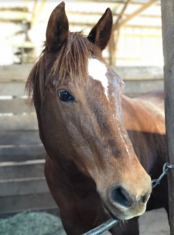 Dillon - 26 year old QH Gelding