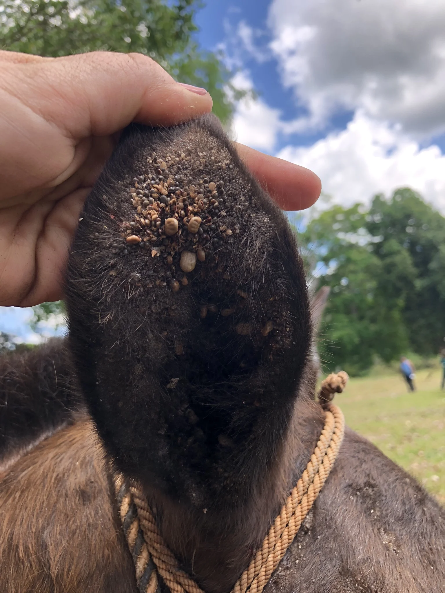 Many patients arrived at our clinic with heavy tick infestations. In this part of the world, ticks can transmit equine piroplasmosis. Particularly heavy infestations can even lead to anemia.