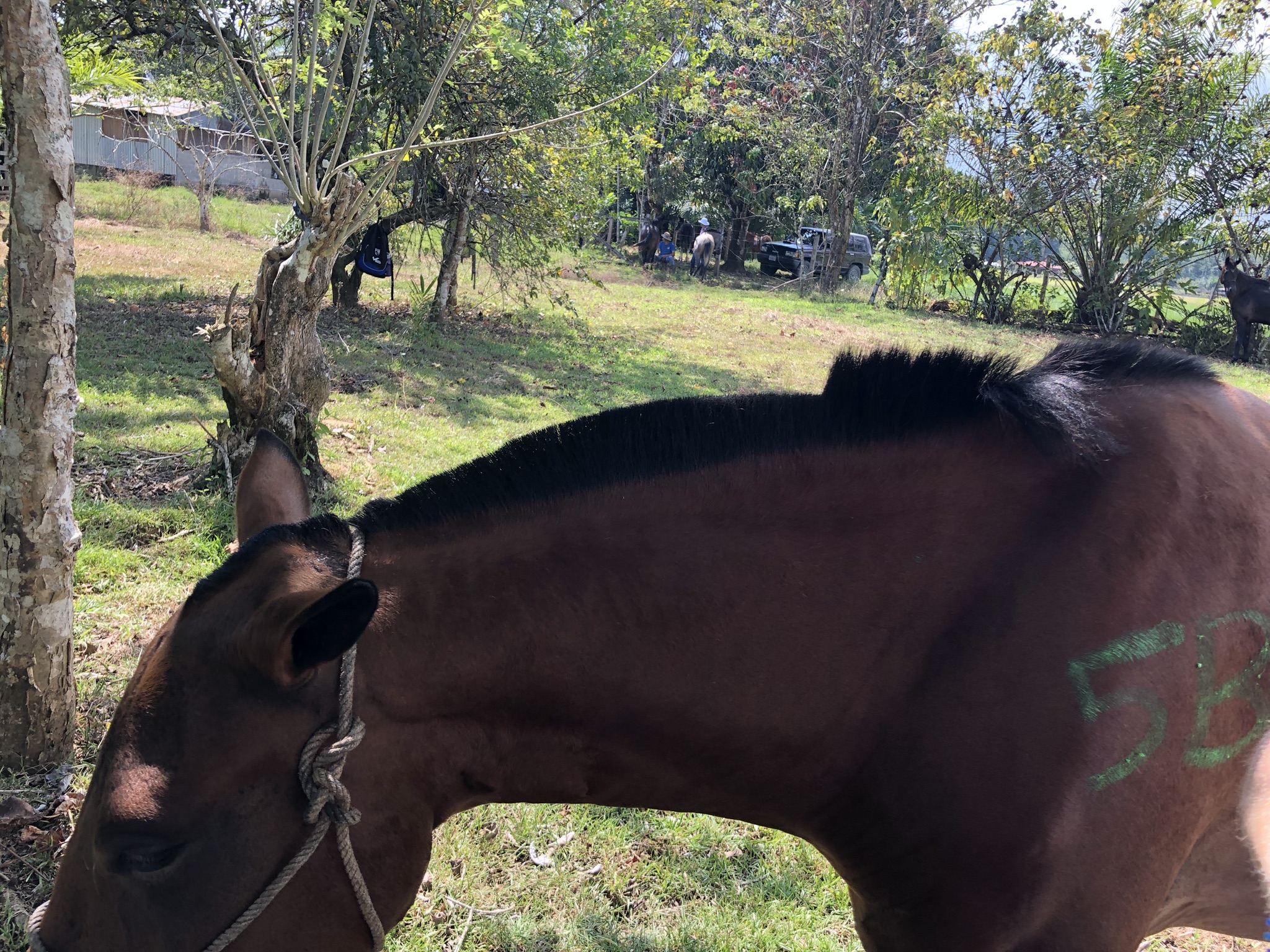An interesting alternative to branding: Many of our patients could be traced to their herdmates by their matching haircuts.