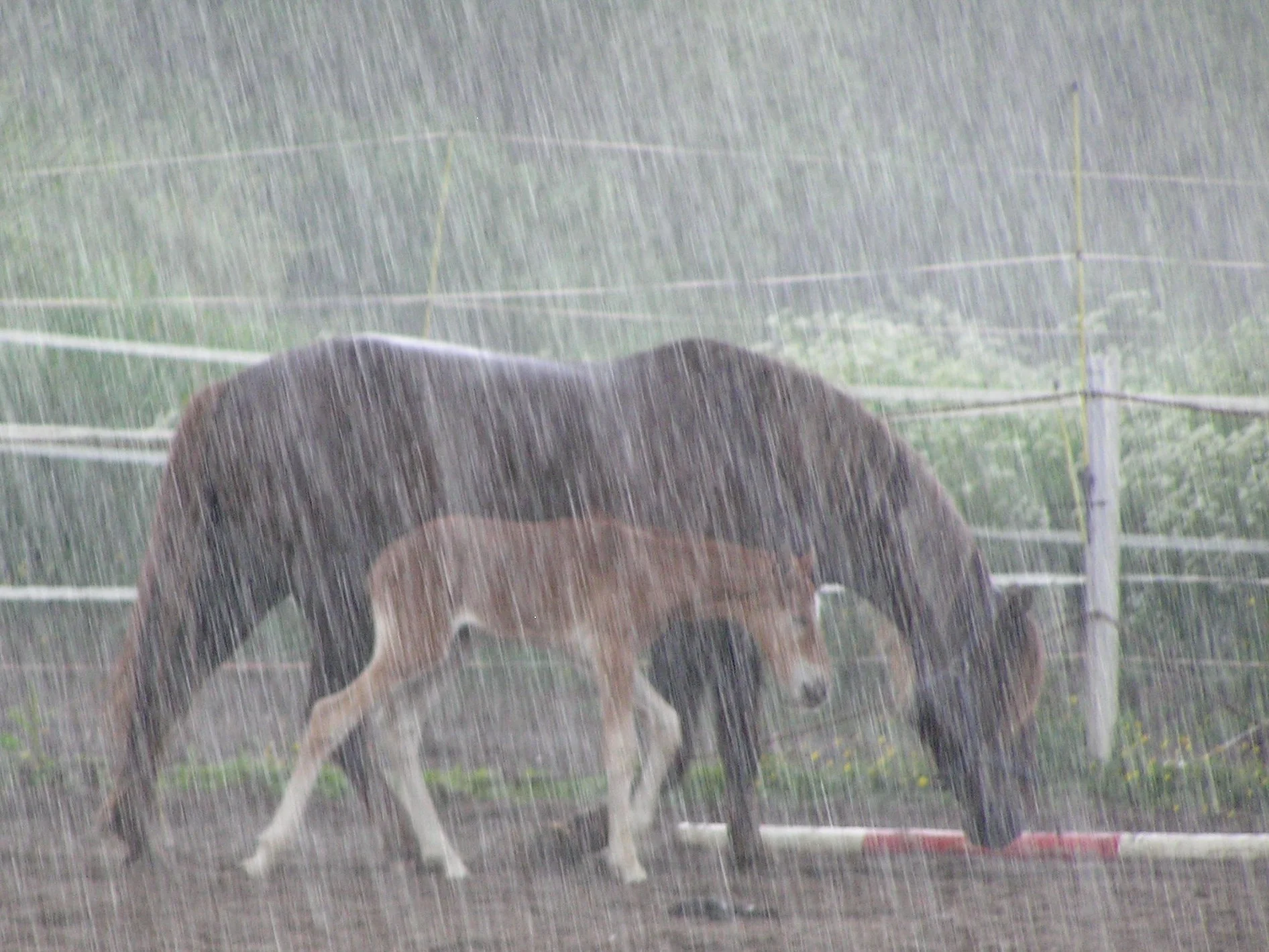 Rain Rot in Horses — Irongate Equine Clinic