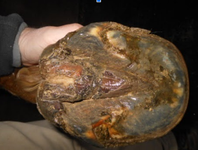 Equine Canker