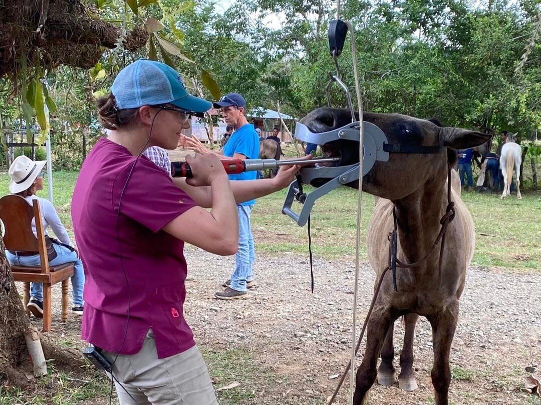 Our very own Dr Alderman arrived yesterday in Costa Rica for the Equitarian Initiative's Workshop. 

The team consists of veterinarians, vet students, and farriers. There they will have two classroom days learning about the specific challenges and st