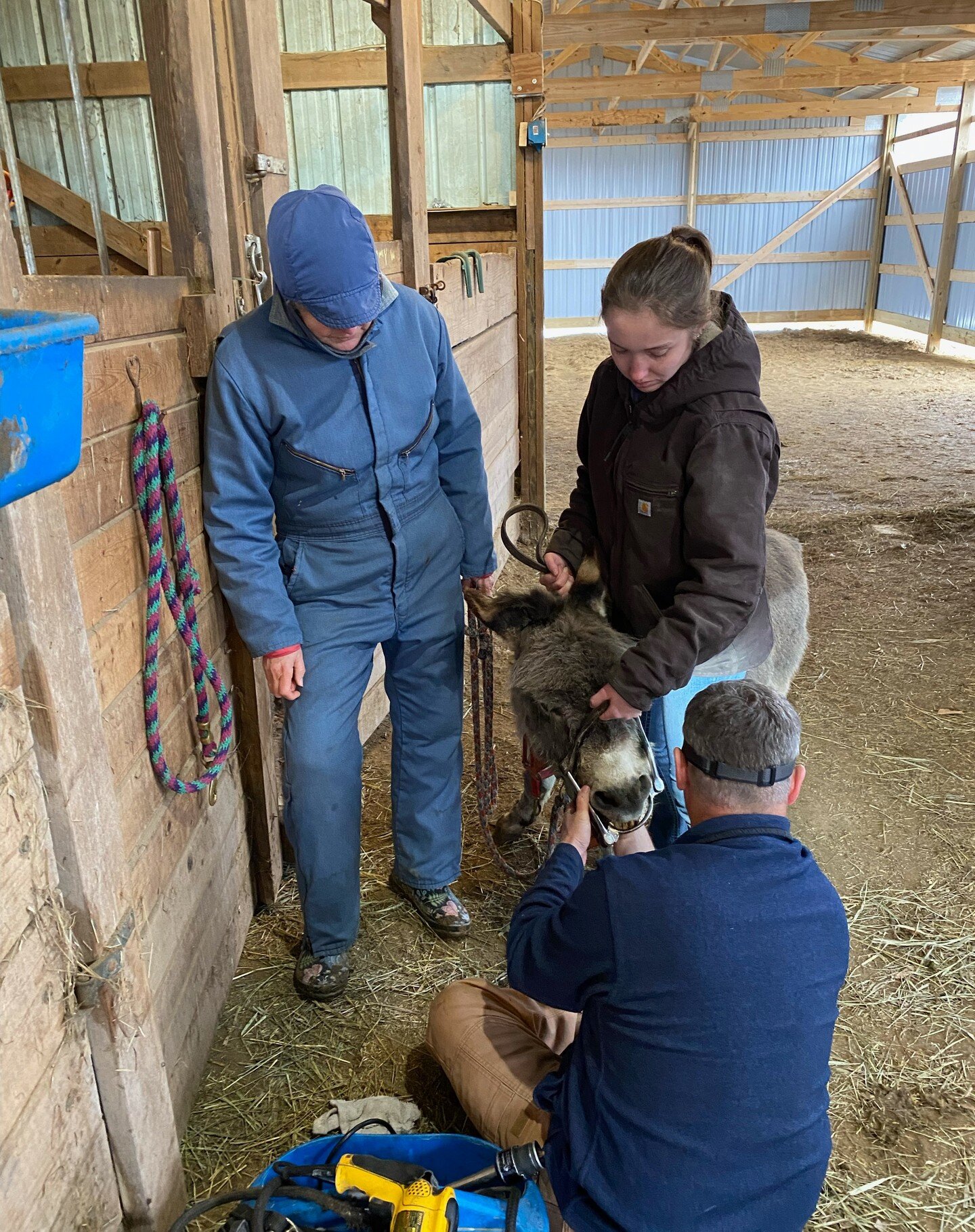 Dr Ketover &amp; Danielle spotted doing a routine dental on a miniature donkey. 

Thank you to our client for sharing this captured moment. 📷