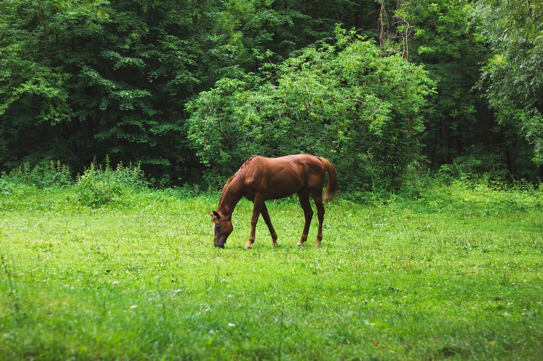 Interested in turning your horse out to pasture? 

Spring grazing should be introduced slowly and delayed until grasses reach 6 to 8&rdquo; to optimize both the health of the horse and pasture. Calendar date is not important as weather conditions and