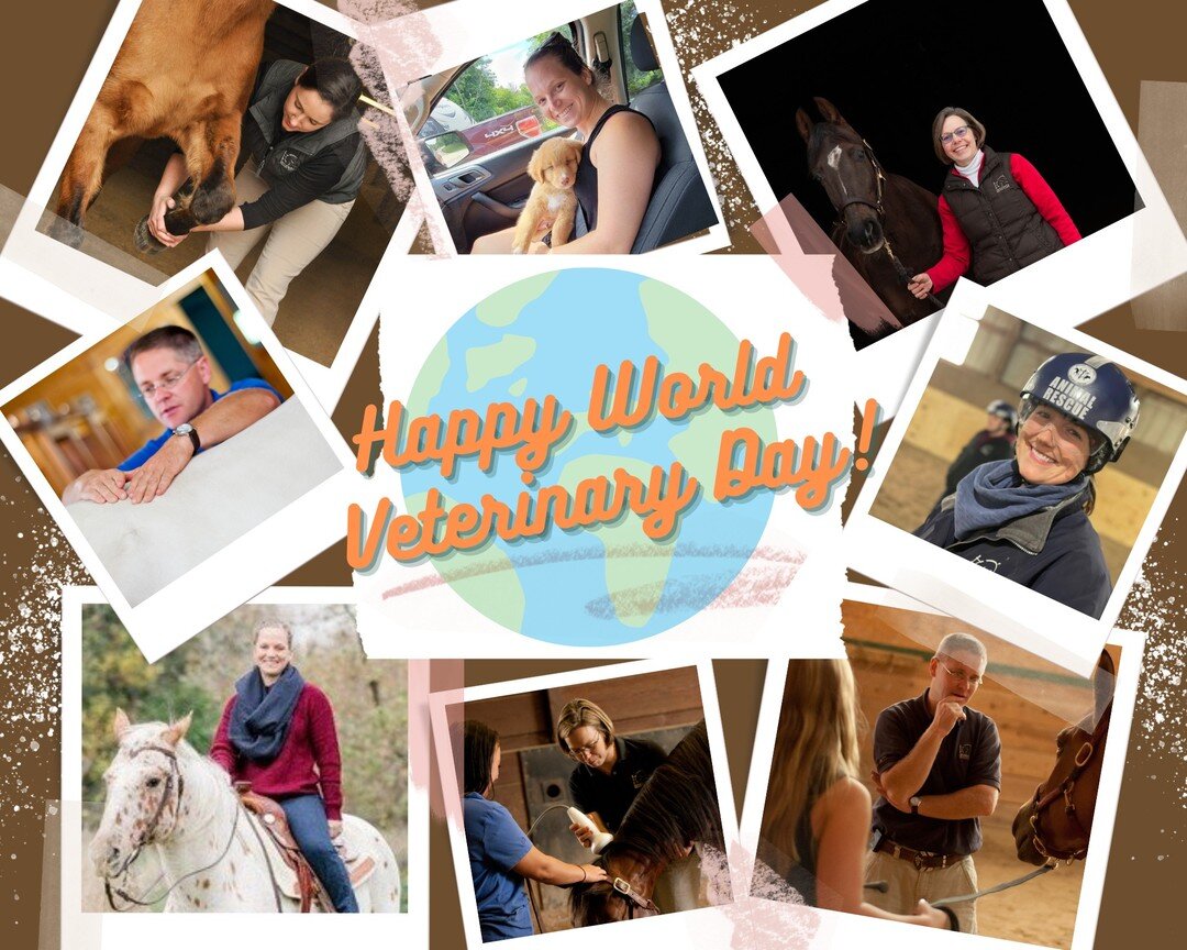 Happy World Veterinary Day! 🌎

Today we celebrate all the wonderful vets around the world but especially our team here at Irongate.  We are grateful for their continued commitment and the exceptional care they provide to our four legged equine frien
