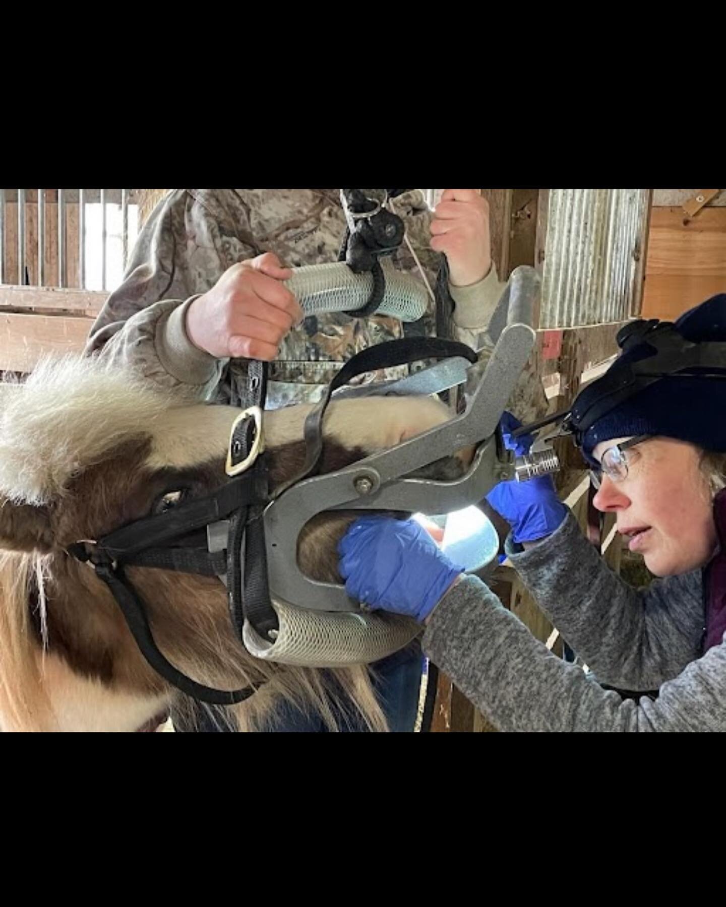 Big or small we will take care of them all. Dr Nesson spotted in action 📸
#equinedentistry #equineveterinarymedicine #horses