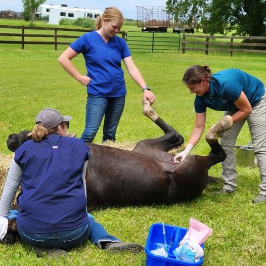 Do you have a yearling colt that needs to be gelded? 

#DidYouKnow  research has shown that delaying castration past one year of age does create a horse that will have longer-term stallion-like behavior. 

 #wisconsinveterinarian #vetmed #equineveter