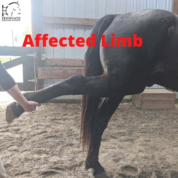 #TriviaTuesday
This 20-year-old Rocky Mountain Horse gelding presented for a Veterinary Spinal Manipulative Therapy (VSMT) appointment after a suspected fall in the pasture, which had resulted in hind-end stiffness. On examination, he had a mild righ