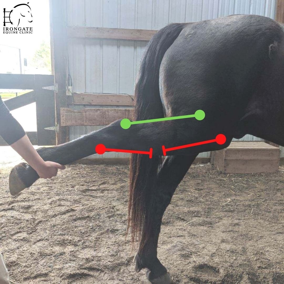 Did you answer our #TriviaTuesday case correctly?

Ruptured Peroneus Tertius

The Peroneus Tertius is an important tendinous structure that helps make up the reciprocal apparatus in a horse, and runs along the cranial aspect (front) of the hind limb.