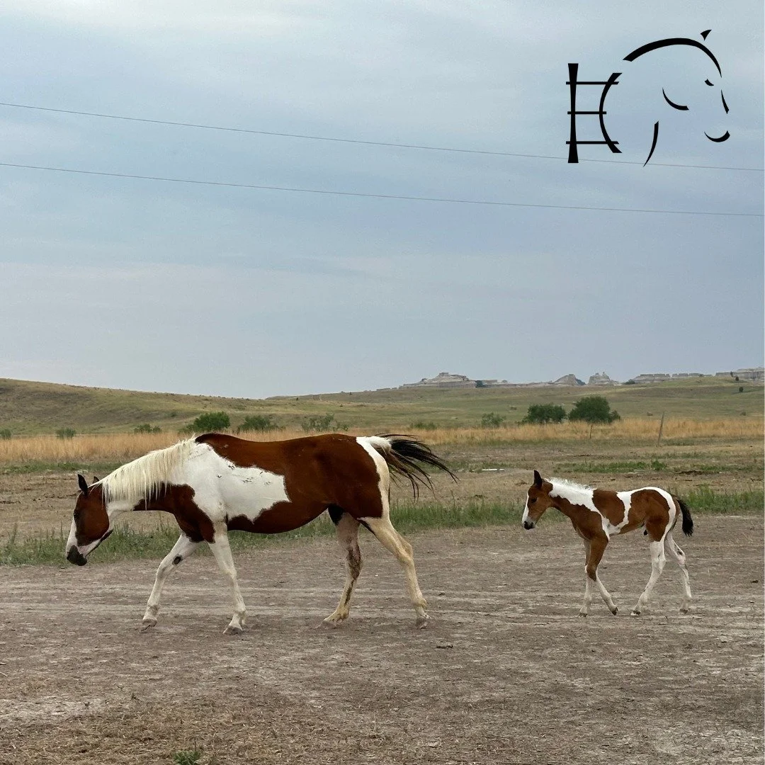 Dr. Lauren Alderman and the Equitarian Initiative  will be traveling to the Pine Ridge Indian Reservation in Kyle, South Dakota this August for their annual trip. 

Dr. Alderman is currently collecting donations to bring with her to the reservation. 