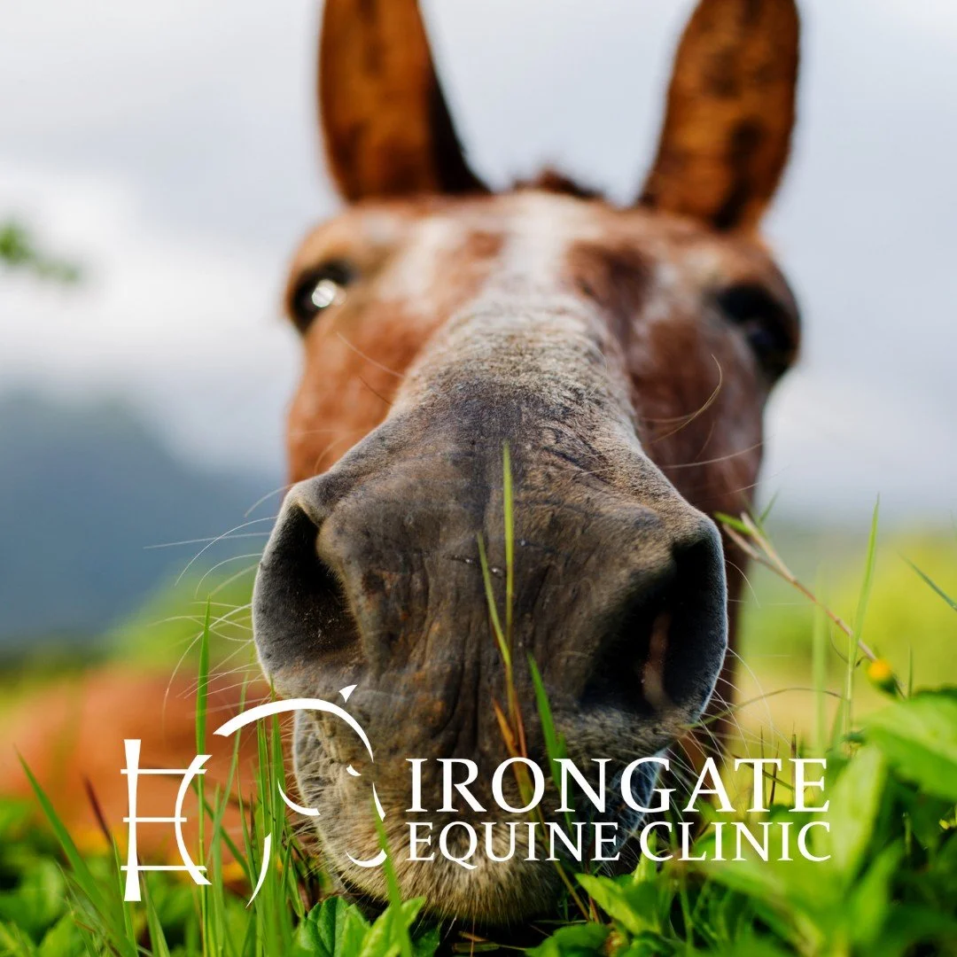 We are on the hunt for our 2️⃣0️⃣2️⃣6️⃣ calendar photos! 📷

We are looking for some great photos to use in the next Irongate Equine Calendar, and we want to feature our incredible patients &amp; clients!

〽The photos must meet the following requirem