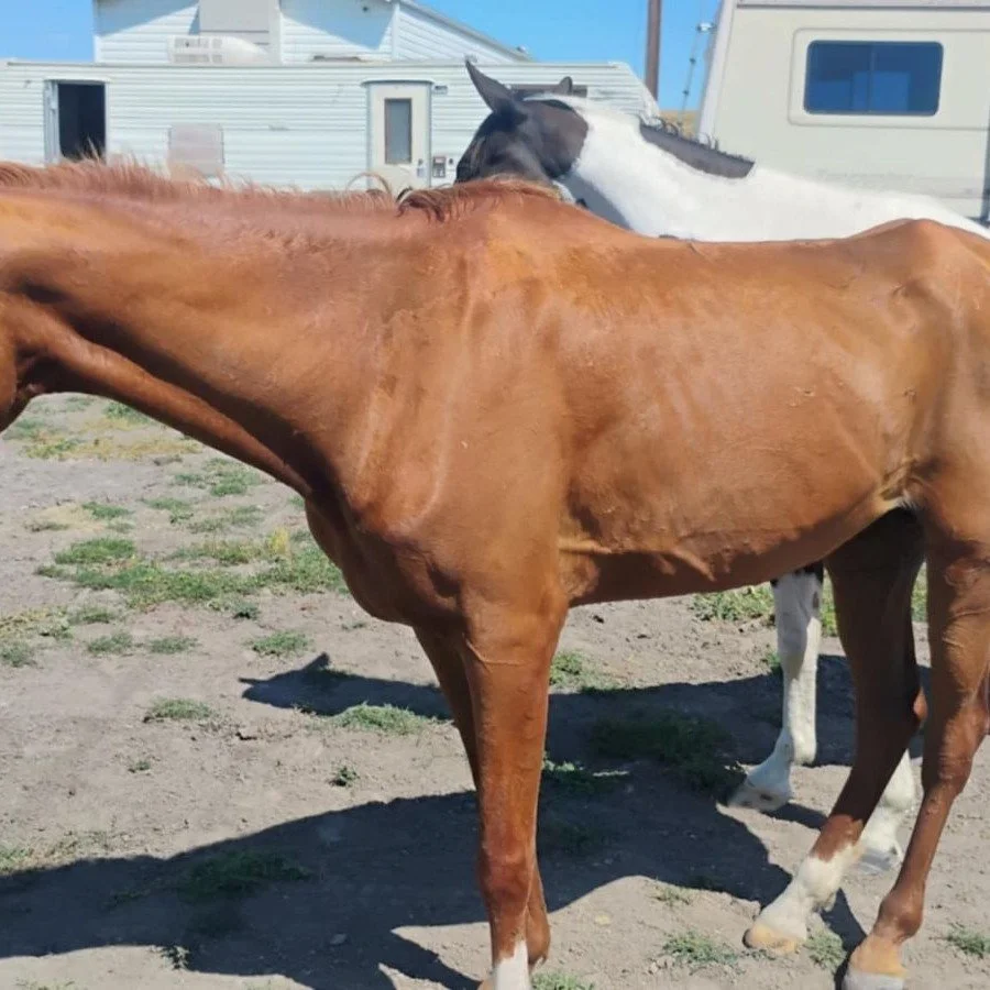 #TriviaTuesday 
We have a case for you from South Dakota.  What's your diagnosis?

This horse is part of a herd on pasture in South Dakota, and many of the horses in the herd have short tails and abnormal hoof growth or lameness.