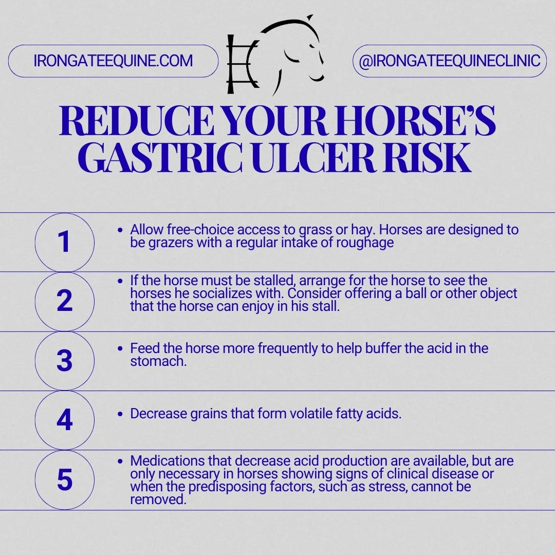 Did You Know? Ulcers Affect Up to 90% of Racehorses and 60% of Show Horses 🐴💔

Gastric ulcers are a man-made disease&mdash;largely brought on by how we manage horses. Stall confinement, infrequent feeding schedules, high-grain diets, and stressful 