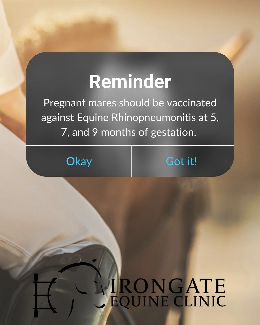 🗓Attention Pregnant Mare Owner 🗓
#foal #broodmare #EquineReproduction #foal