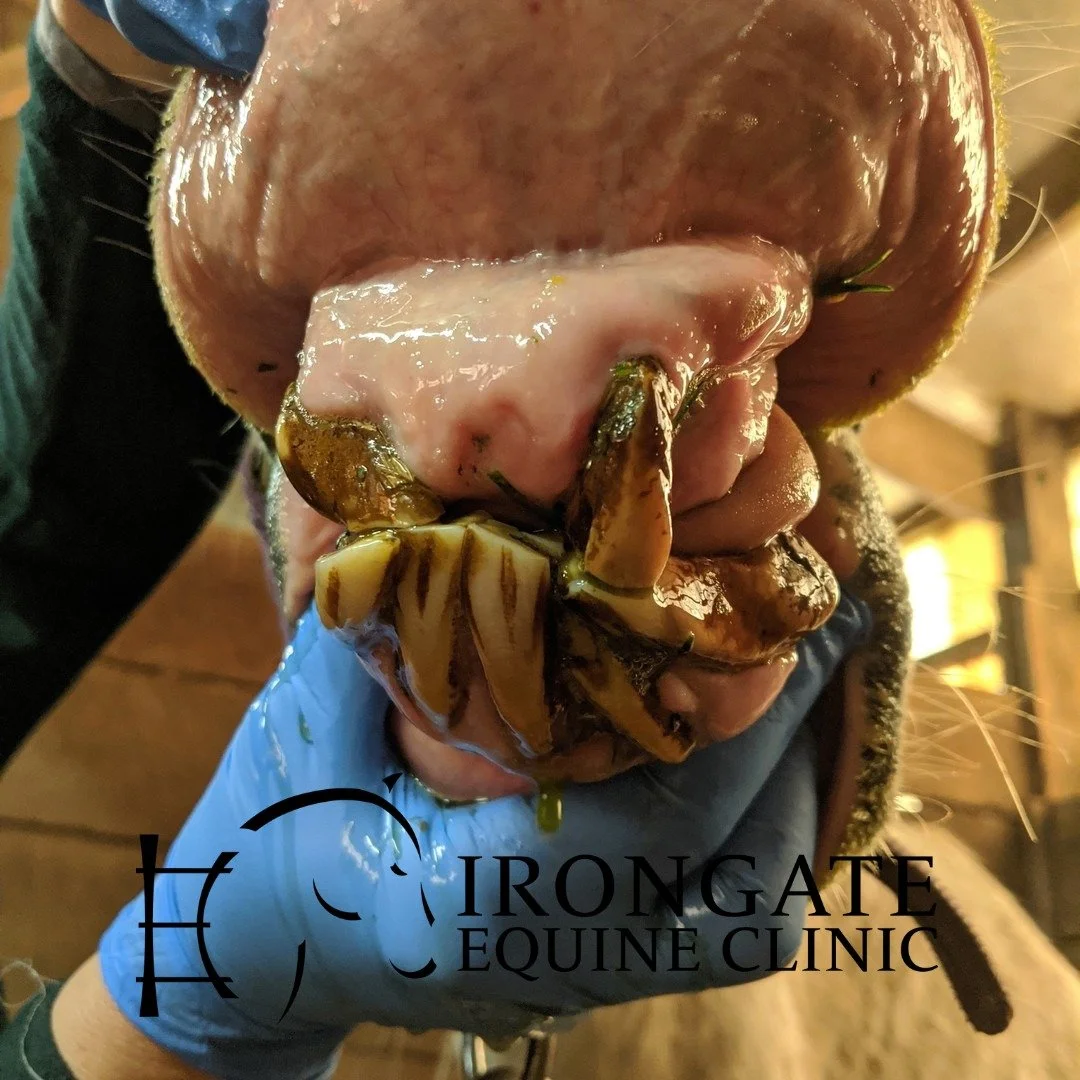 Ever heard of EOTRH or Equine Odontoclastic Tooth Resorption and Hypercementosis?

It's a painful, progressive equine dental condition. It is most commonly diagnosed in older equine patients (over 15 years of age).

Initially, EOTRH is characterized 