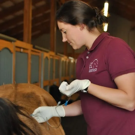 🐎 Say Goodbye to Chronic Back Pain &ndash; Mesotherapy for Horses! 🩹

Is your horse showing signs of back soreness, stiffness, or poor performance? Mesotherapy could be the solution you've been looking for.

This minimally invasive treatment target