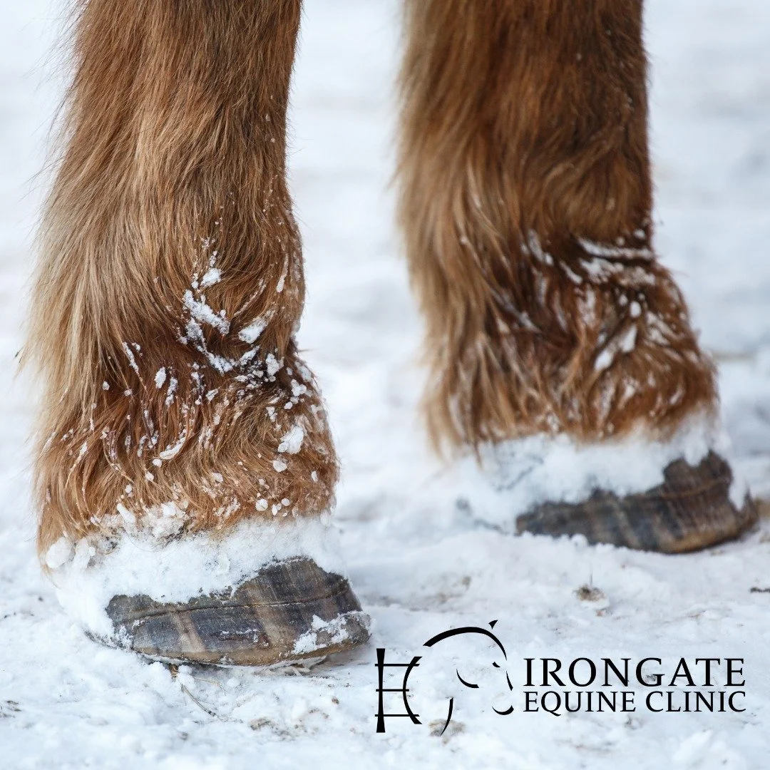 🎃 Trick or Treat? Let&rsquo;s Talk Equine Myths! 🐎❌

There are plenty of horse care myths out there &mdash; and some of them can actually do more harm than good.

🔍 Myth: &quot;Horses don&rsquo;t need hoof care in the winter.&quot;
❗Truth: Hoof he