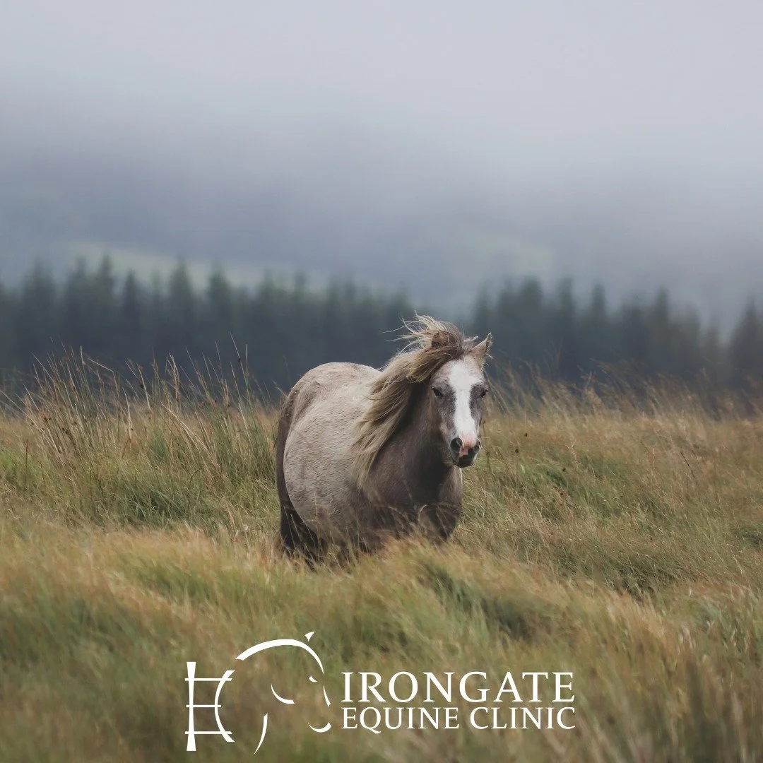 Have you noticed your horse getting extra fuzzy lately? 🐴🍂
That thick winter coat isn’t just for looks — it’s your horse’s natural way of staying warm as the days get shorter. Their coat growth is triggered by daylight hour