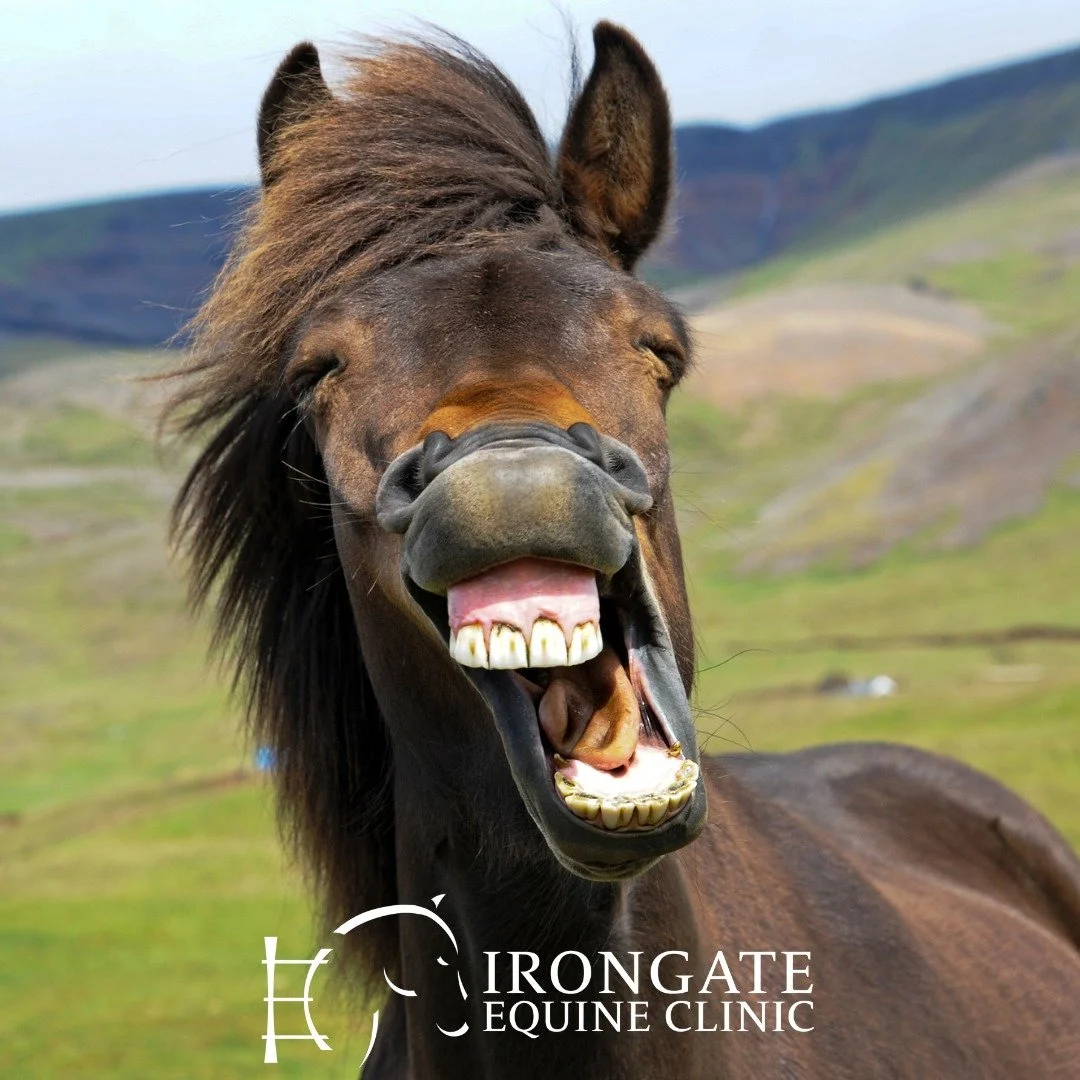 🧠 Did you know?
Horses can produce up to 10 gallons of saliva a day &mdash; but only when they&rsquo;re chewing! That&rsquo;s why dental health is so important for digestion and overall wellness.

Keep your horse&rsquo;s teeth in top shape with regu