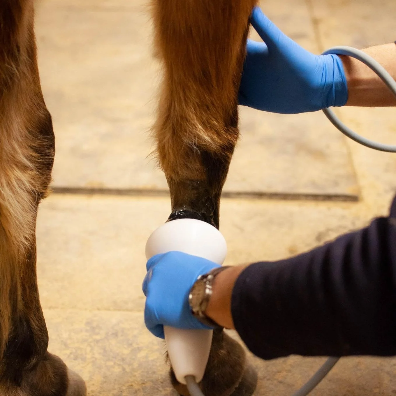 🔵 Therapy Thursday: Shockwave Spotlight 🔵

Did you know shockwave therapy can help stimulate healing in injured tendons, ligaments, and soft tissues?
It increases blood flow, reduces pain, and speeds up recovery&mdash;helping your horse get back to