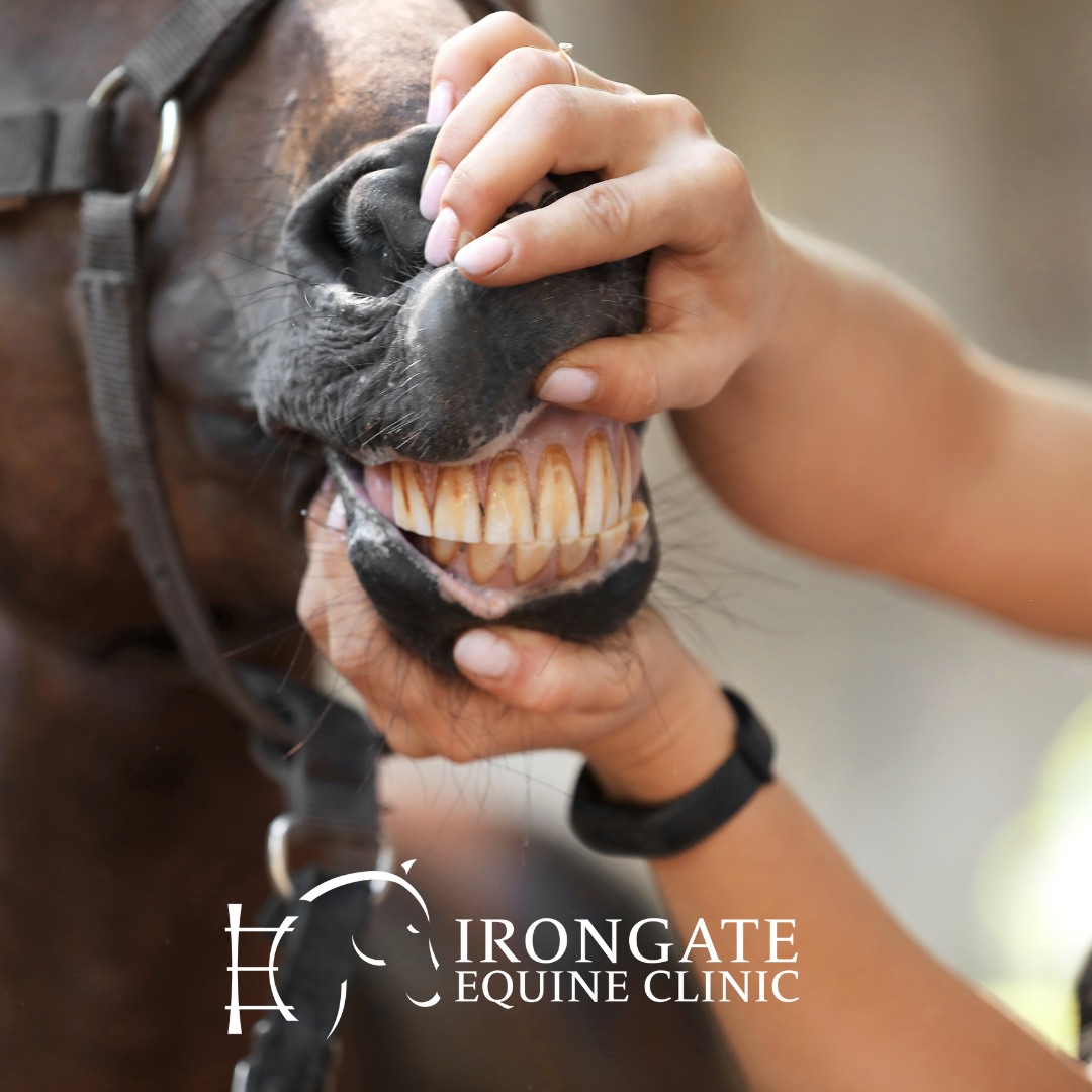 Upcoming Seminar: Equine Dentistry